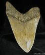 Inch NC Megalodon Tooth #1165-2